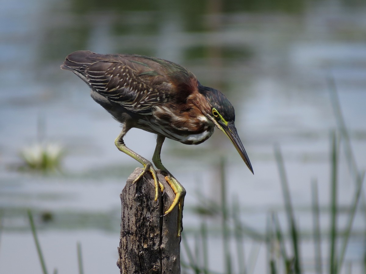 Green Heron - ML126873431