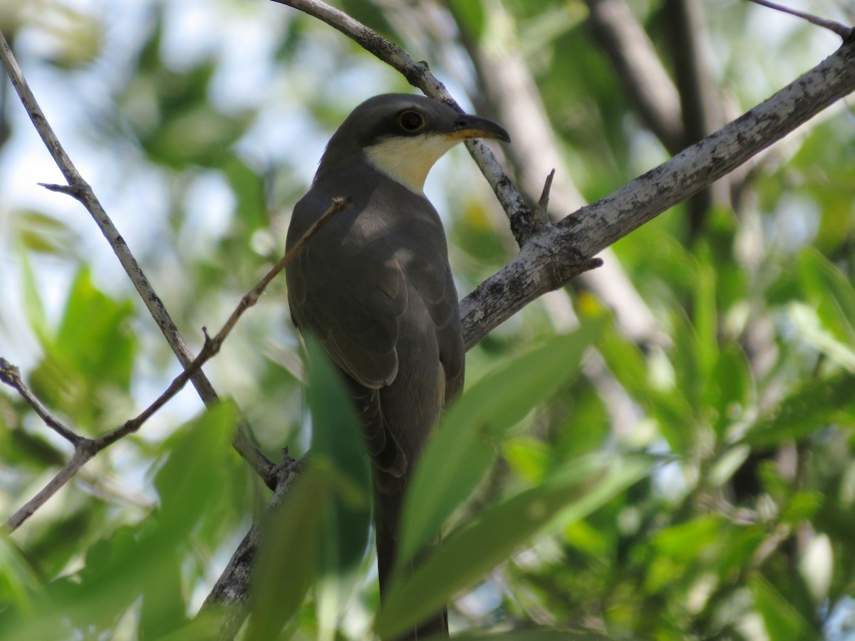 Mangrove Cuckoo - ML126873501