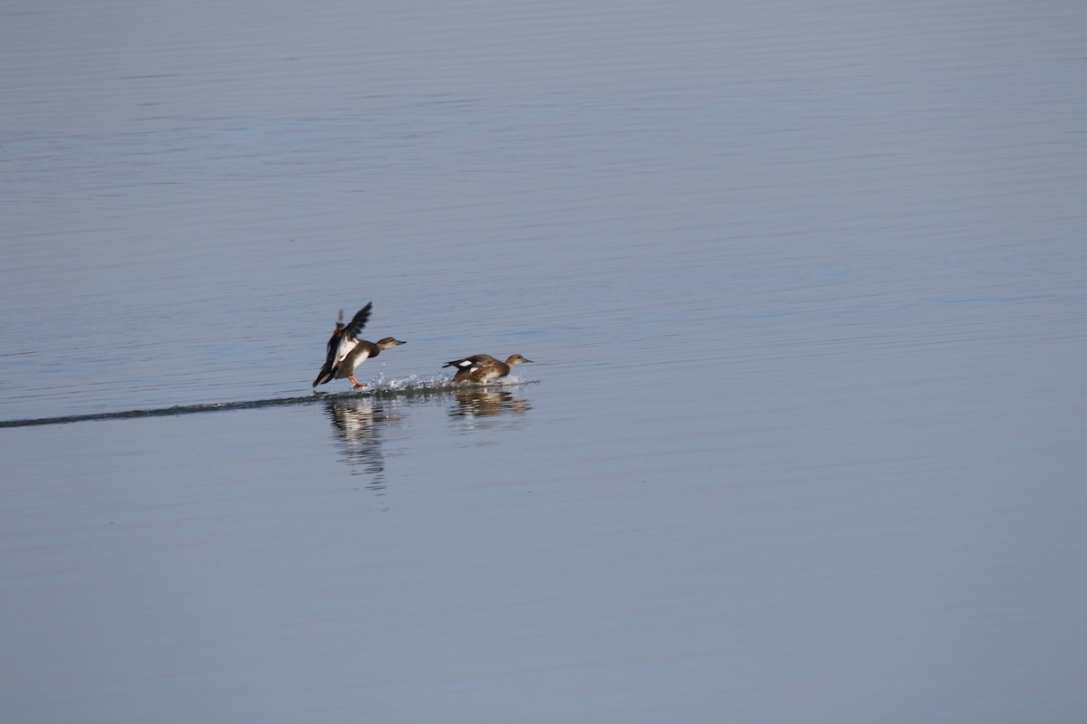 Gadwall - ML126873601