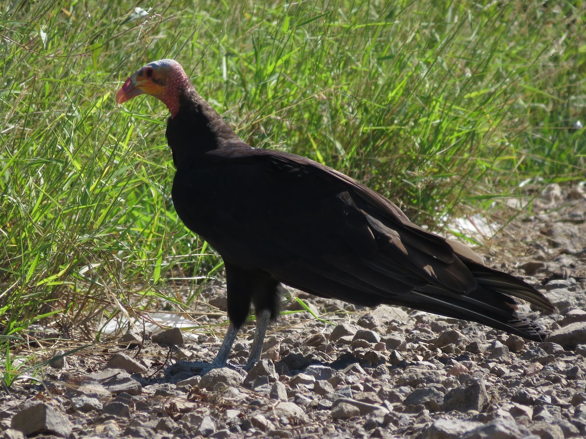 Lesser Yellow-headed Vulture - John van Dort