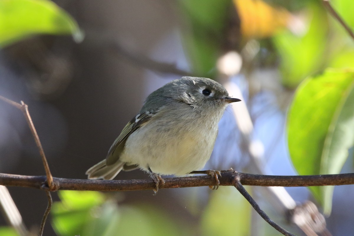 Ruby-crowned Kinglet - ML126874221