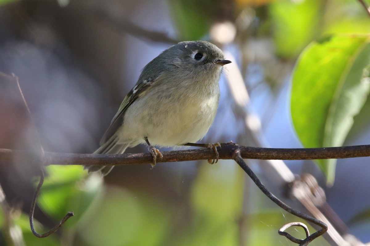 Ruby-crowned Kinglet - ML126874231