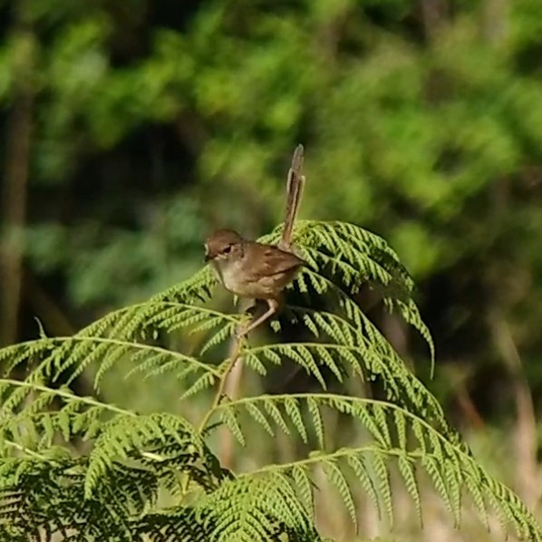 Red-backed Fairywren - ML126875161