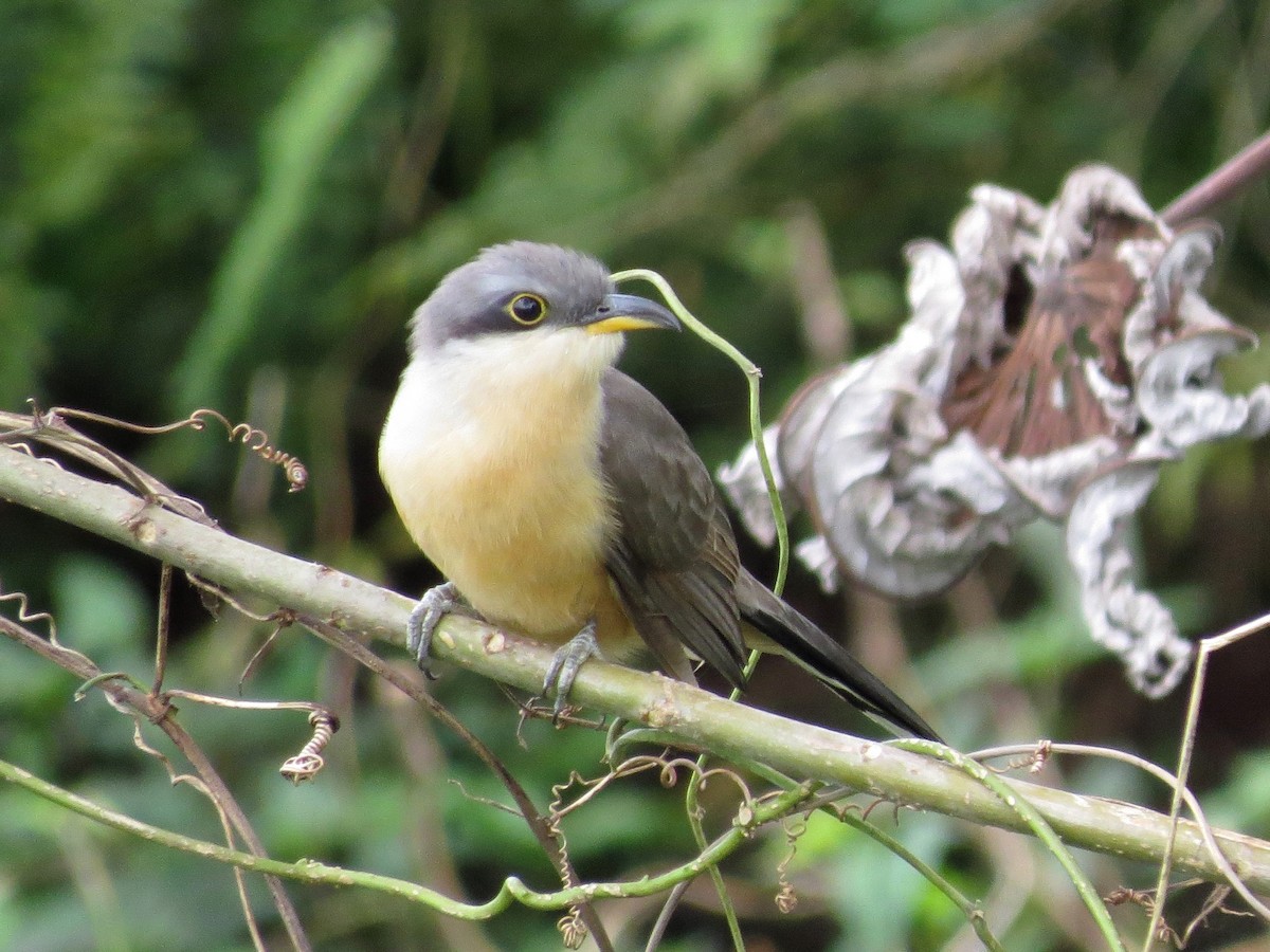 Mangrove Cuckoo - John van Dort