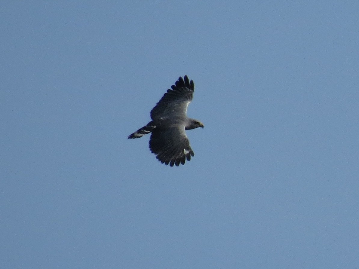 Gray-lined Hawk - ML126875901