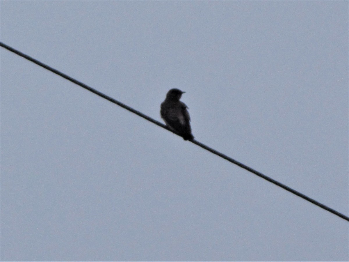 Southern Rough-winged Swallow - ML126875941