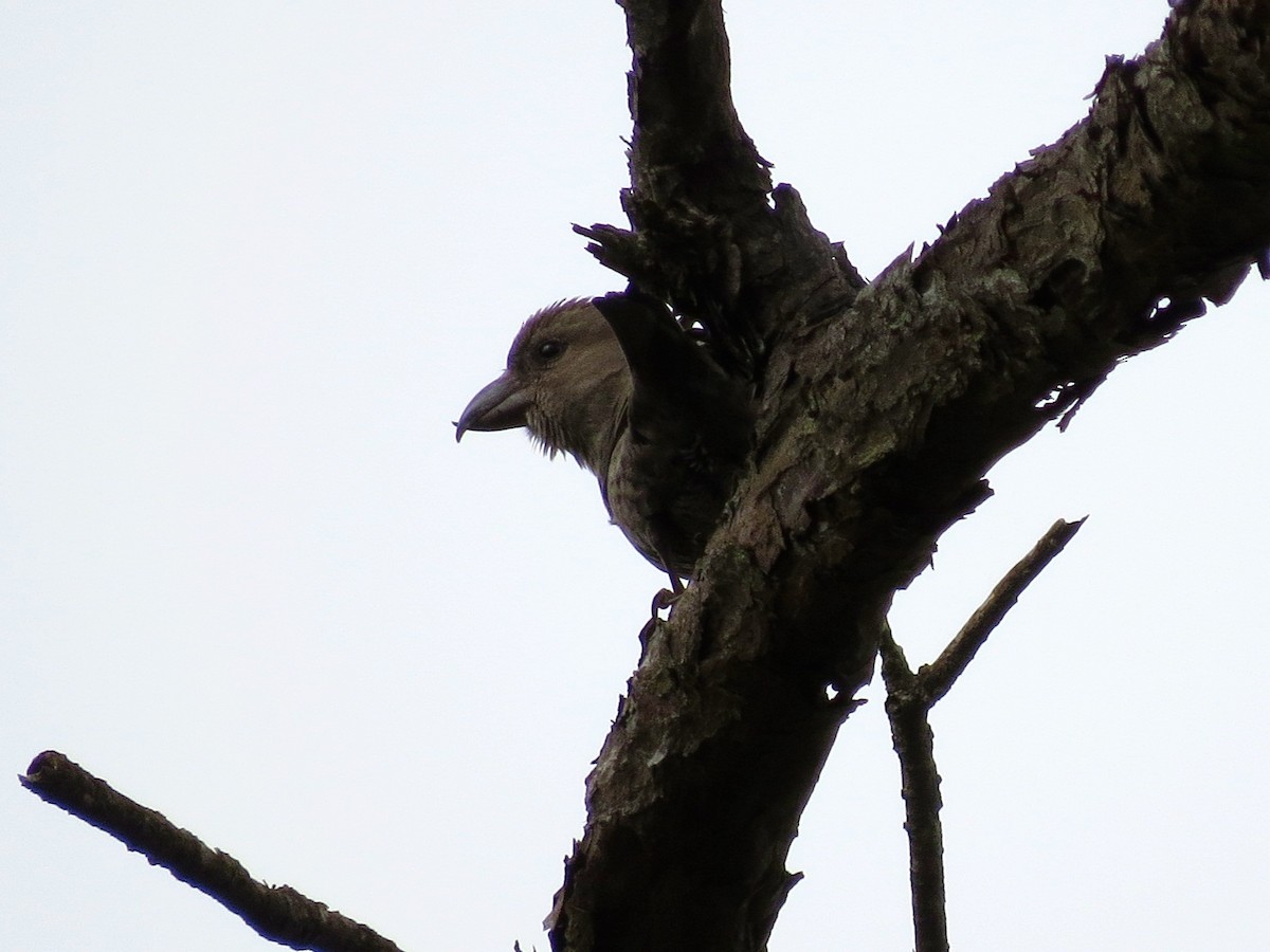 Red Crossbill - ML126876331