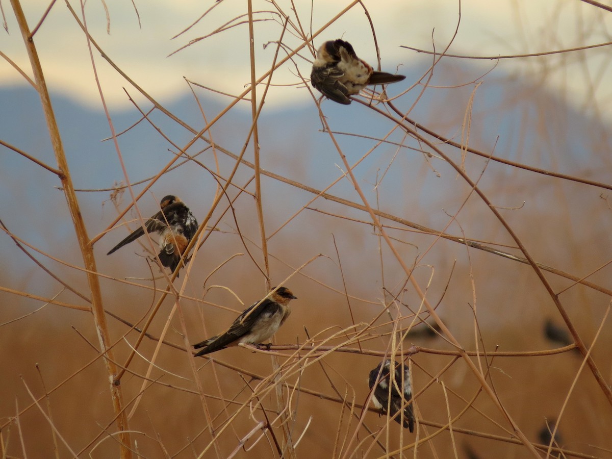 Golondrina Pueblera (pallida) - ML126876701