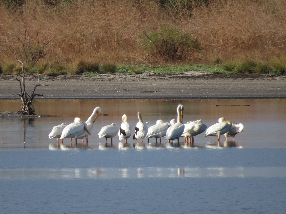 American White Pelican - John van Dort