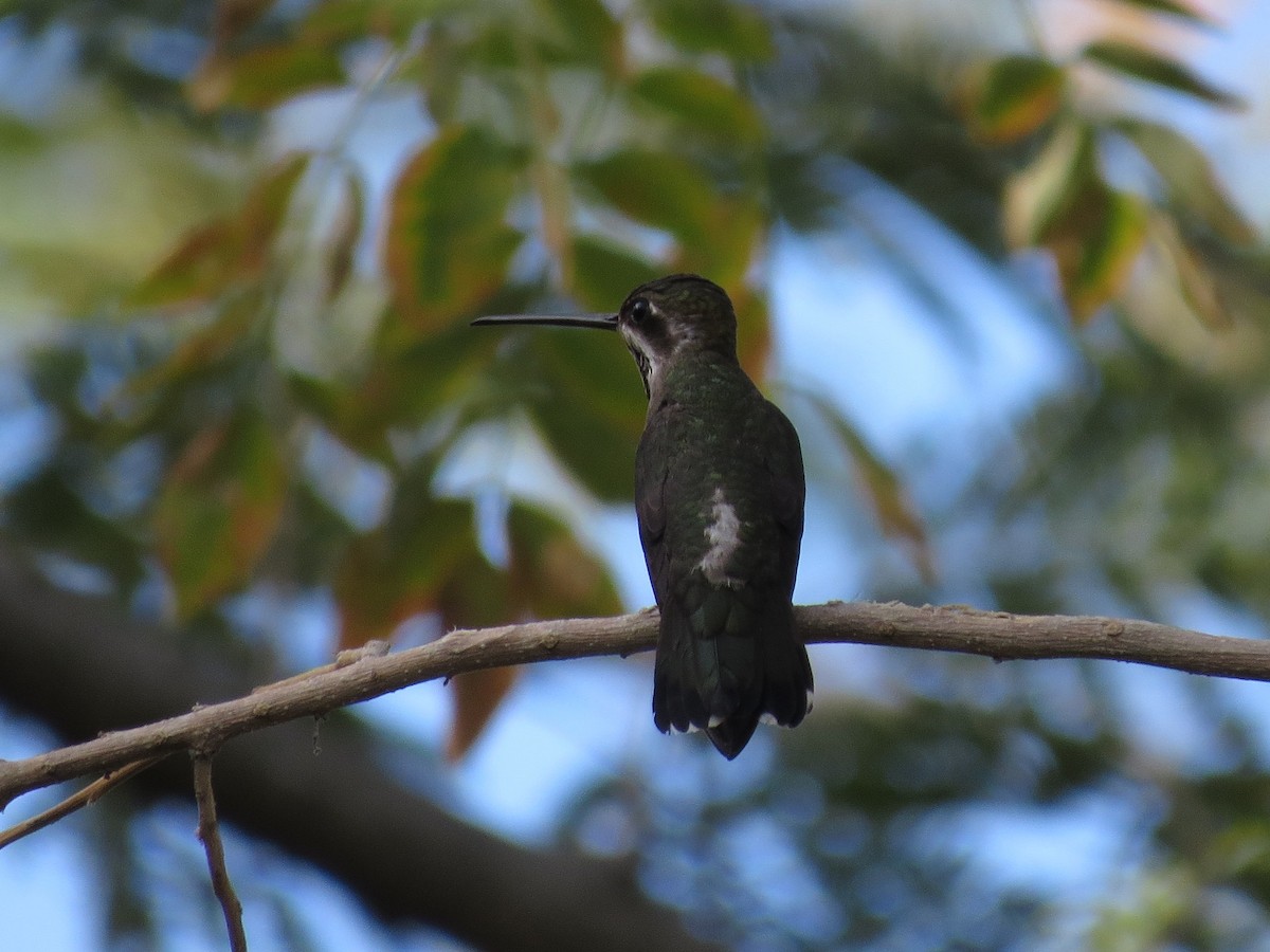 Plain-capped Starthroat - ML126876961