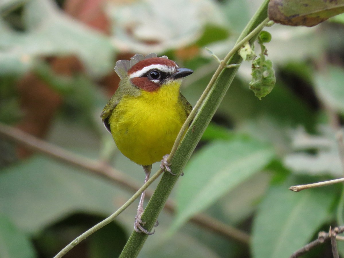 Chestnut-capped Warbler - John van Dort