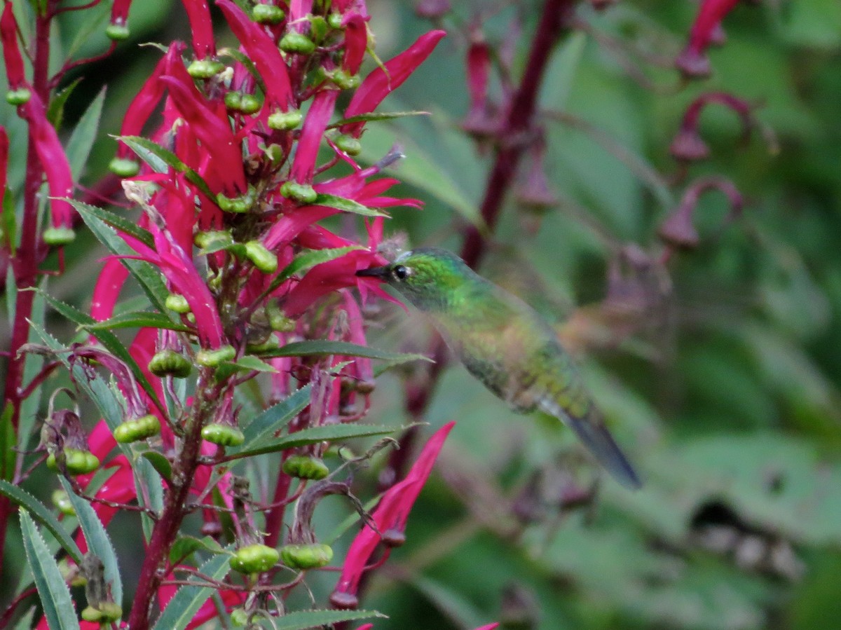 Stripe-tailed Hummingbird - John van Dort