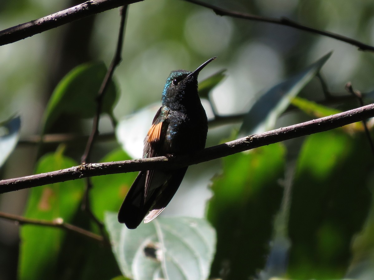 Colibrí Colirrayado - ML126877101