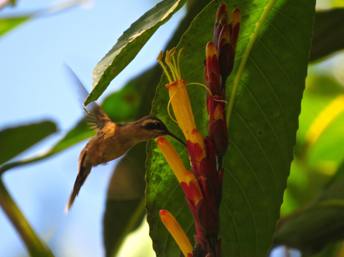 Stripe-throated Hermit - ML126877531
