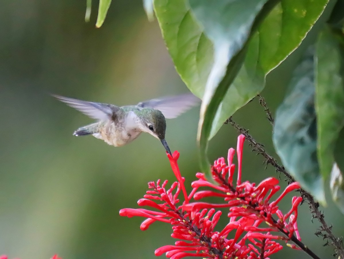 Ruby-throated Hummingbird - Roberta Blair