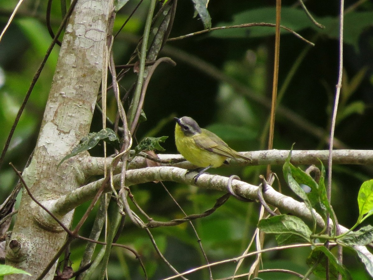 Yellow-bellied Tyrannulet - ML126878631