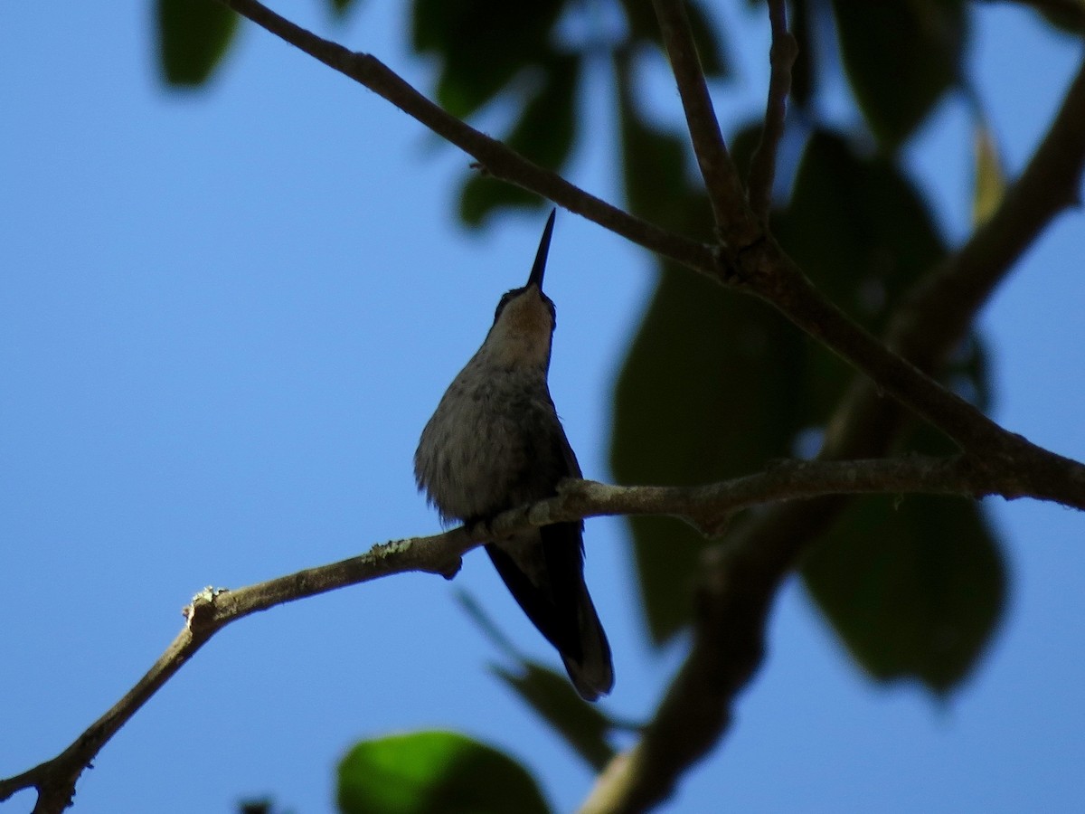 kolibřík skvrnkoprsý - ML126879471
