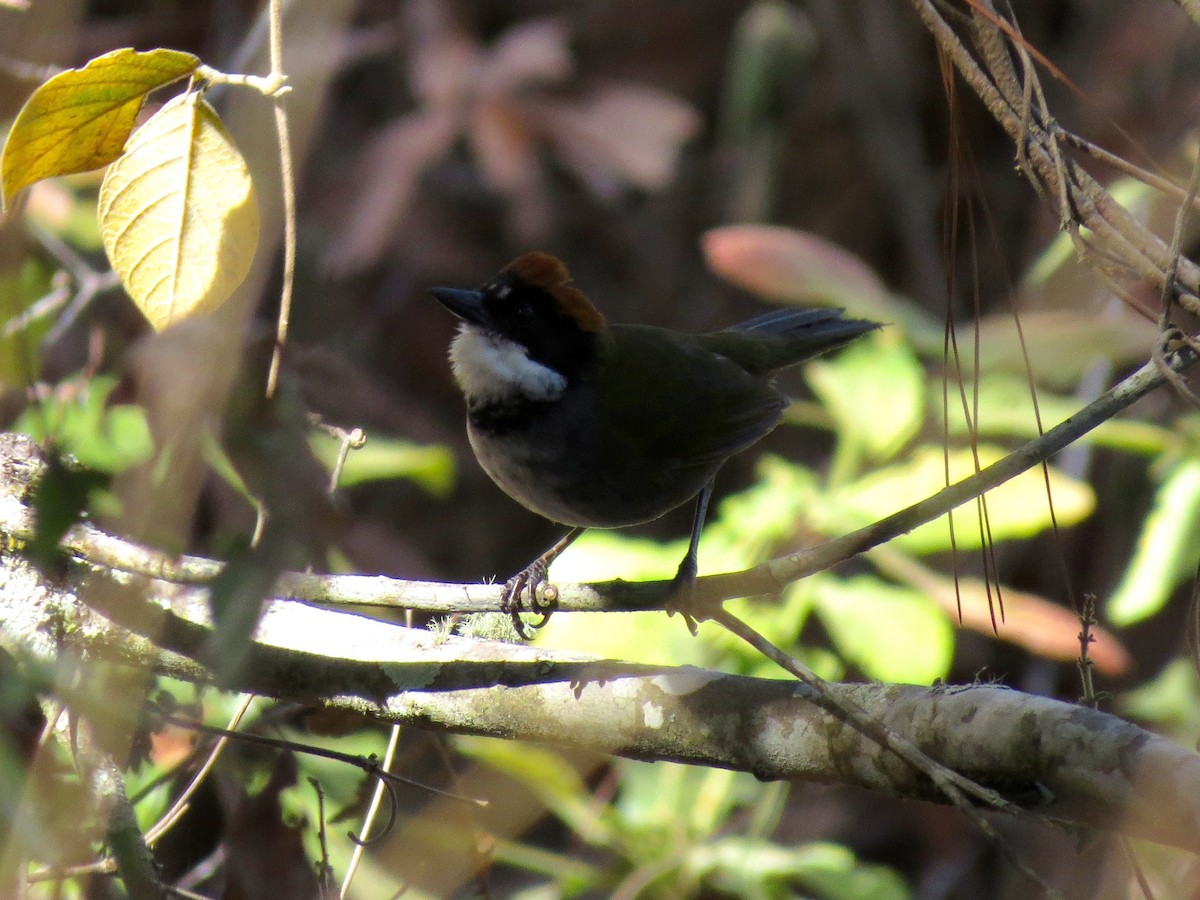 Chestnut-capped Brushfinch - ML126879541