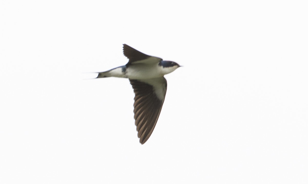 Wire-tailed Swallow - Brian Sullivan