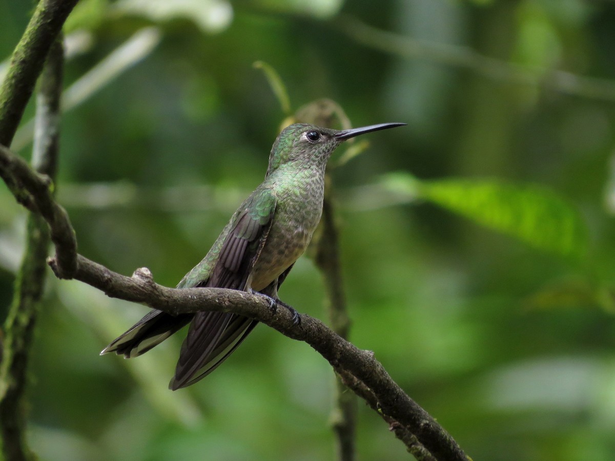 Scaly-breasted Hummingbird - John van Dort