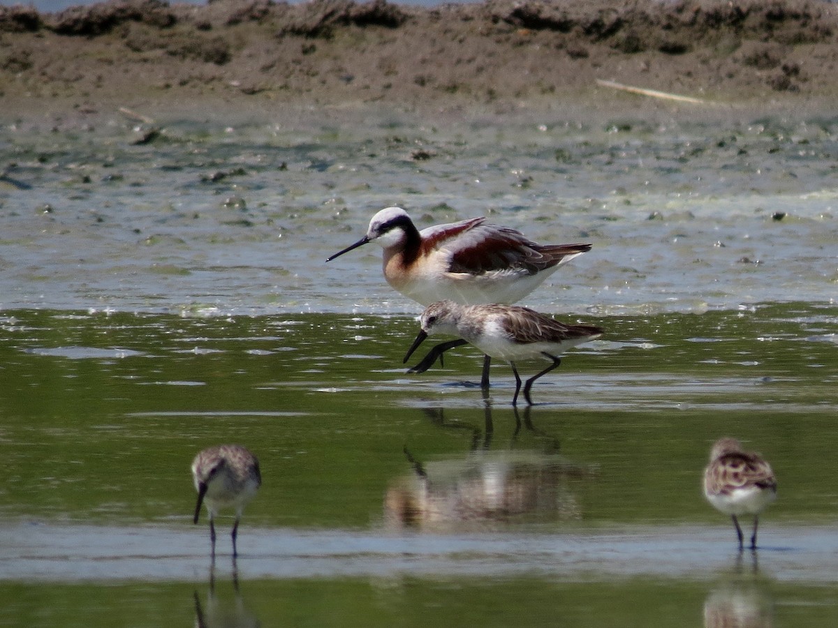 Falaropo Tricolor - ML126881301