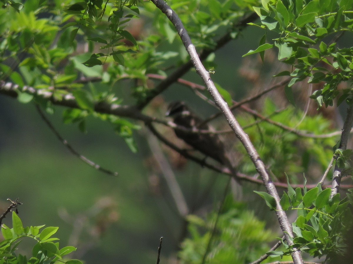 Piratic Flycatcher - ML126881401