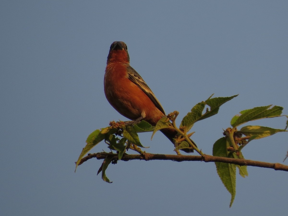 Ruddy-breasted Seedeater - ML126881971