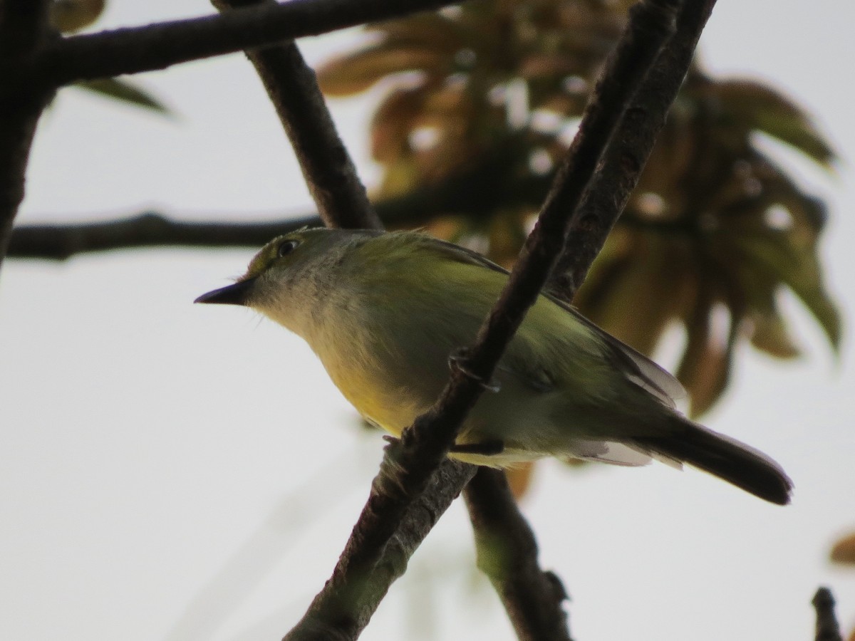 White-eyed Vireo - John van Dort