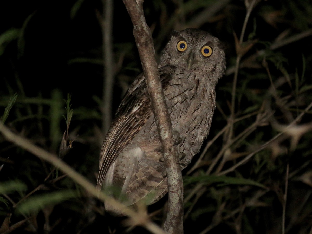 Pacific Screech-Owl - ML126882031