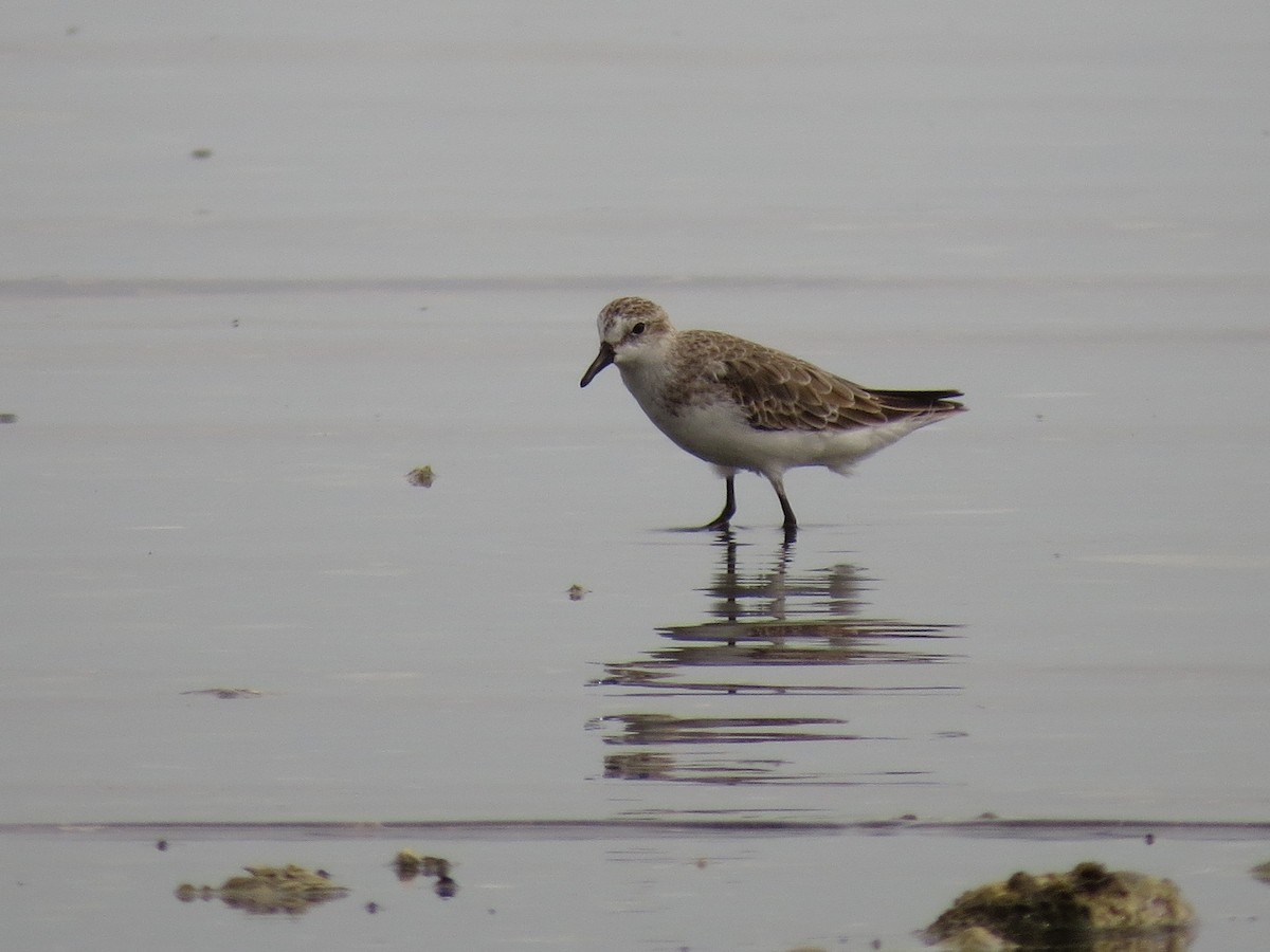 Semipalmated Sandpiper - ML126882181