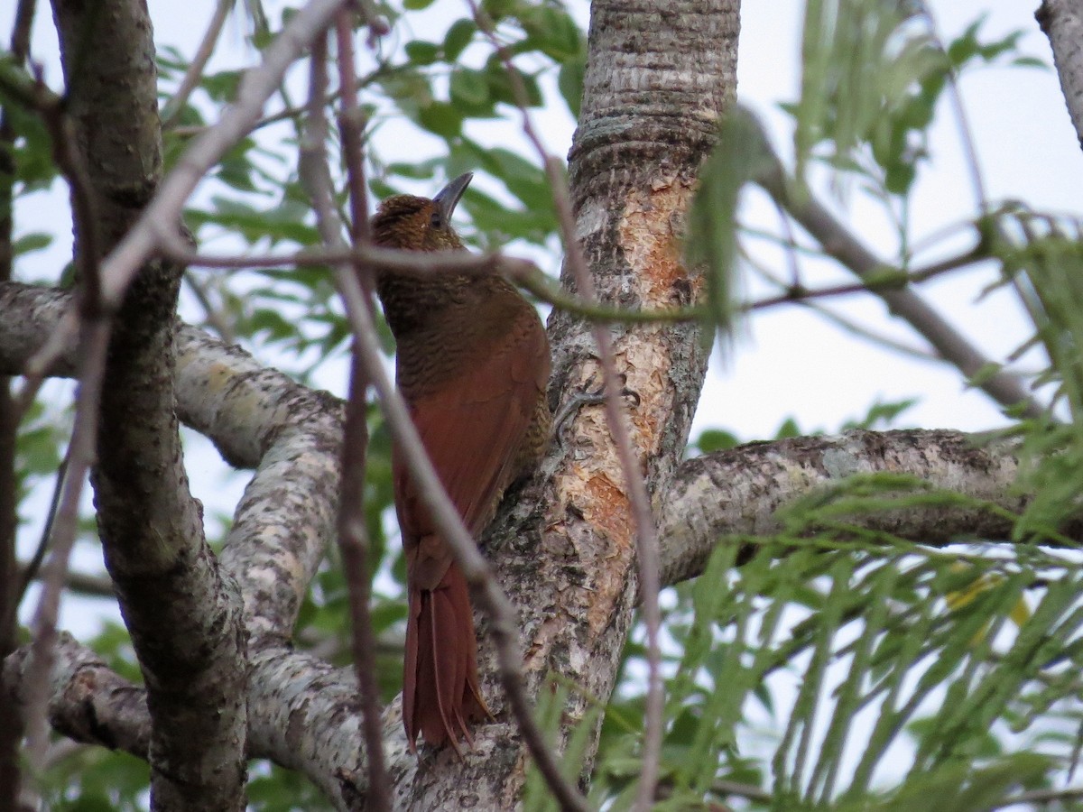 Northern Barred-Woodcreeper - John van Dort