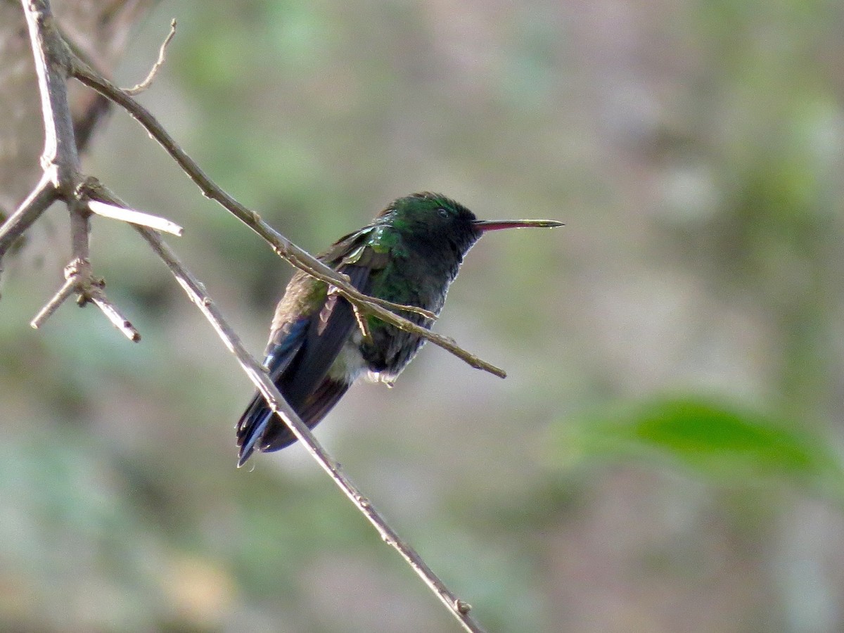 Blue-vented Hummingbird - John van Dort