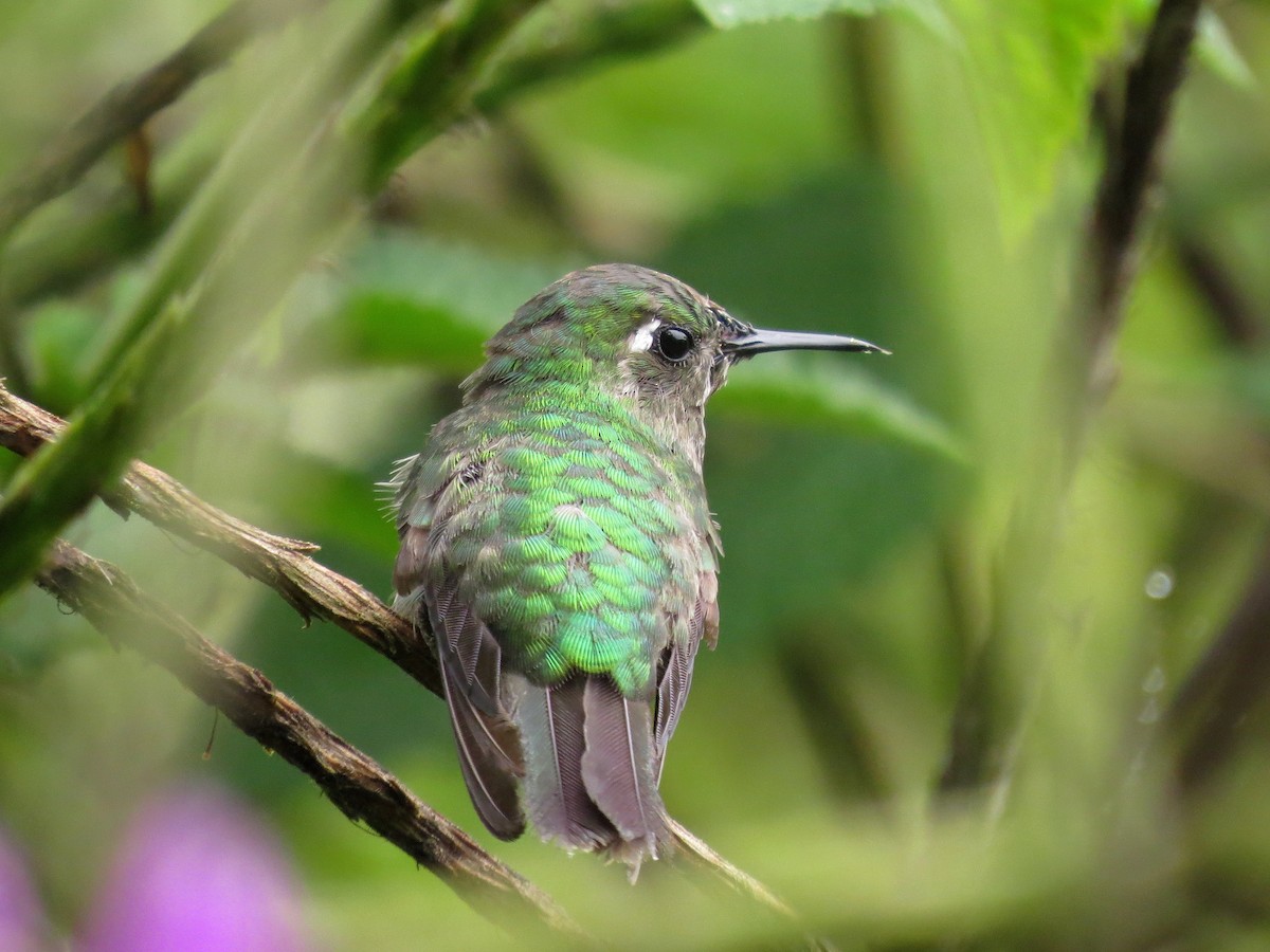 Emerald-chinned Hummingbird - ML126882741