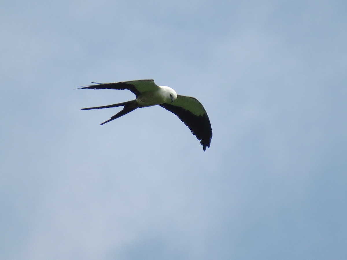 Swallow-tailed Kite - ML126882761