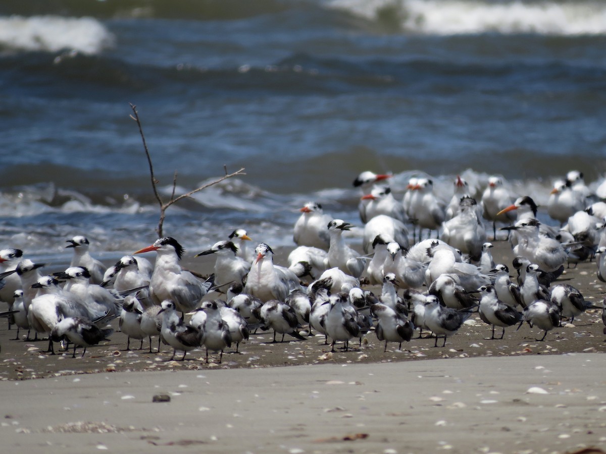 Elegant Tern - ML126883421