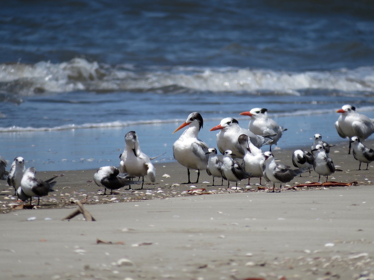 Elegant Tern - ML126883491