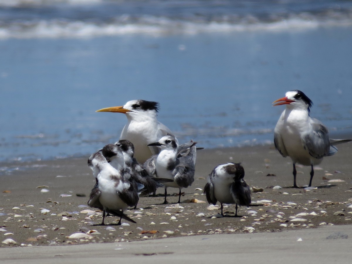 Elegant Tern - John van Dort