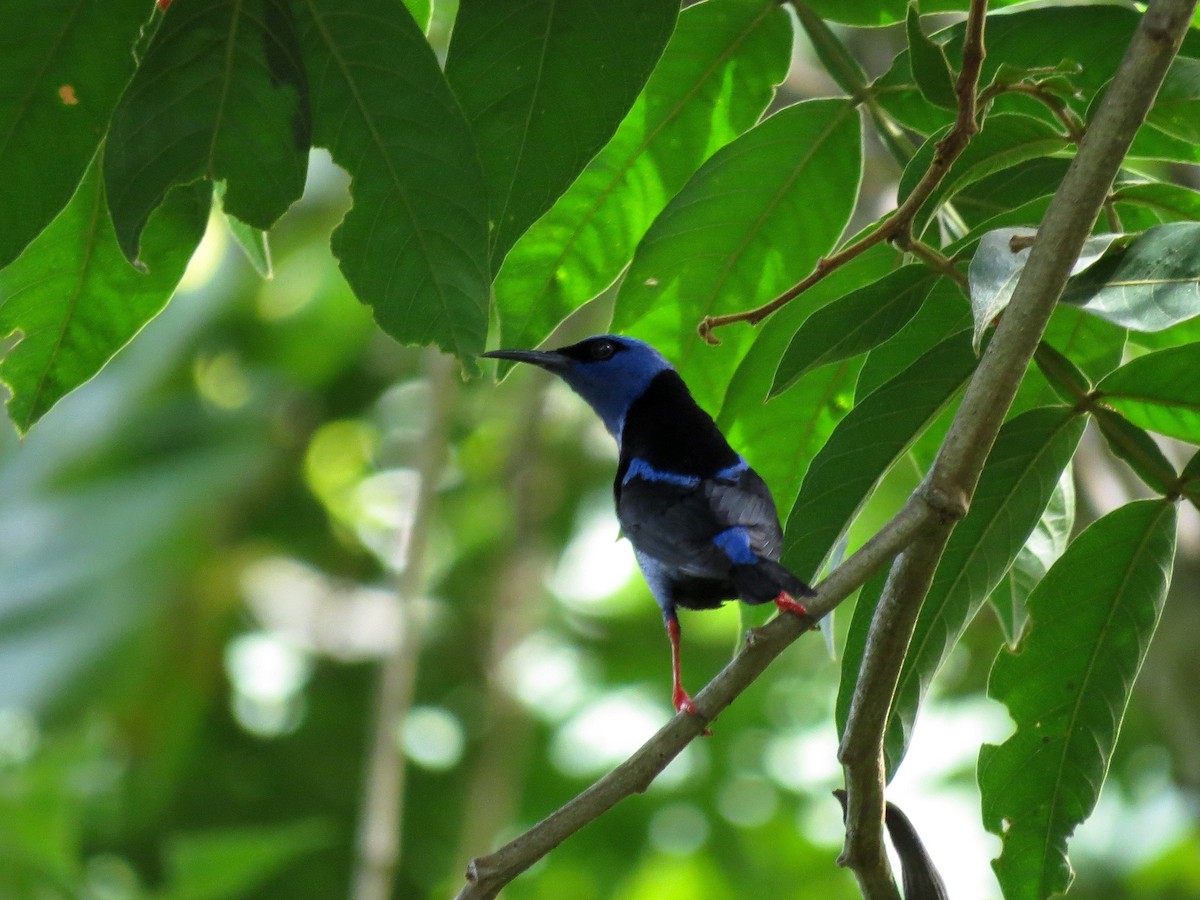 Red-legged Honeycreeper - ML126883801