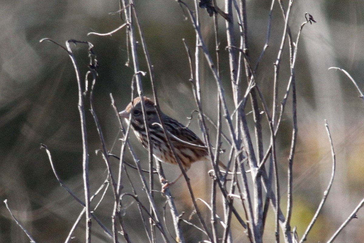 Song Sparrow - Colette Micallef