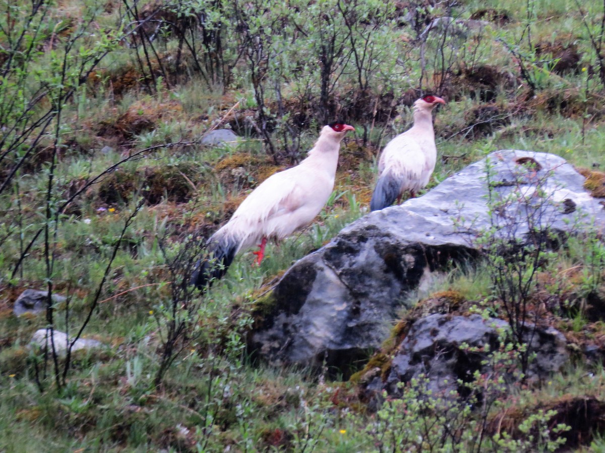 White Eared-Pheasant - ML126884531