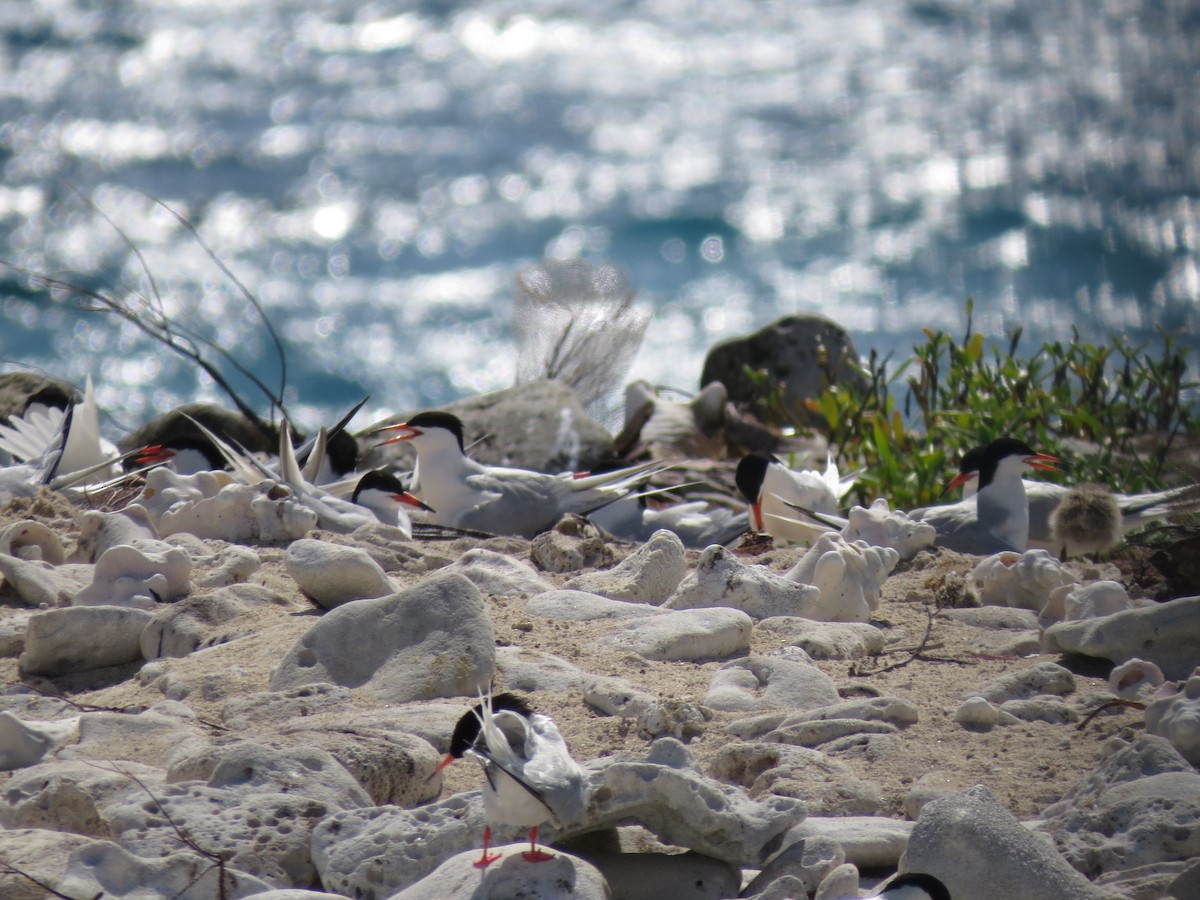 Roseate Tern - ML126884811