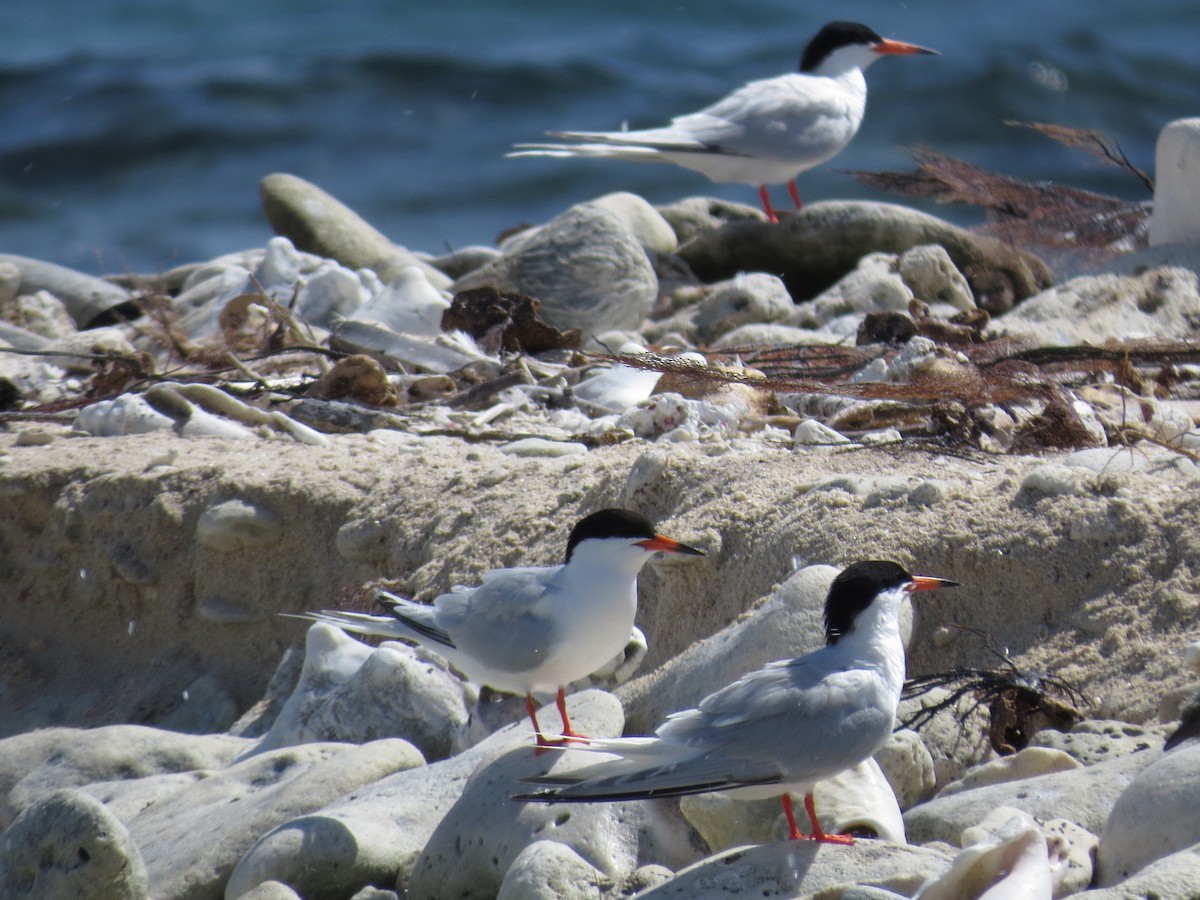 Roseate Tern - John van Dort