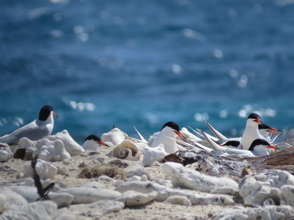 Roseate Tern - ML126884861