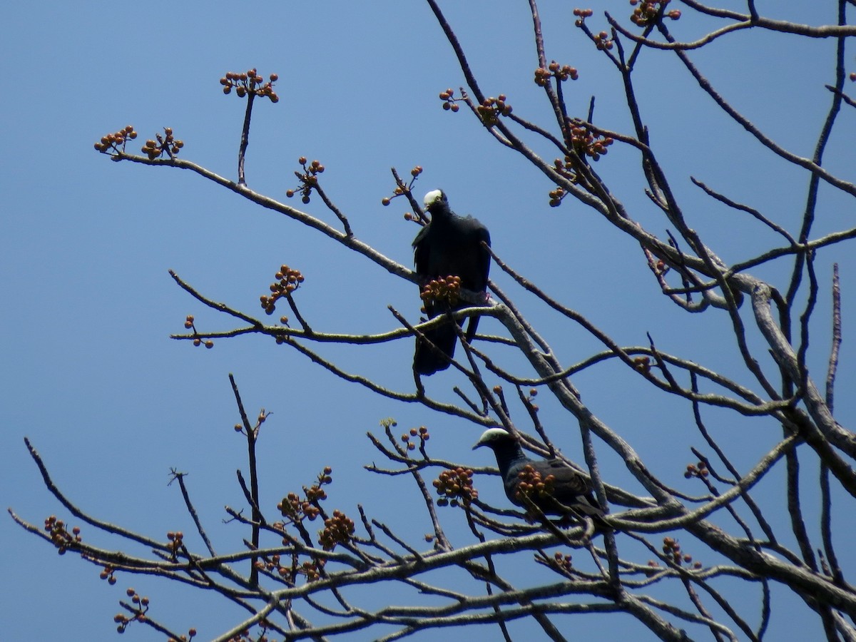 White-crowned Pigeon - ML126884891