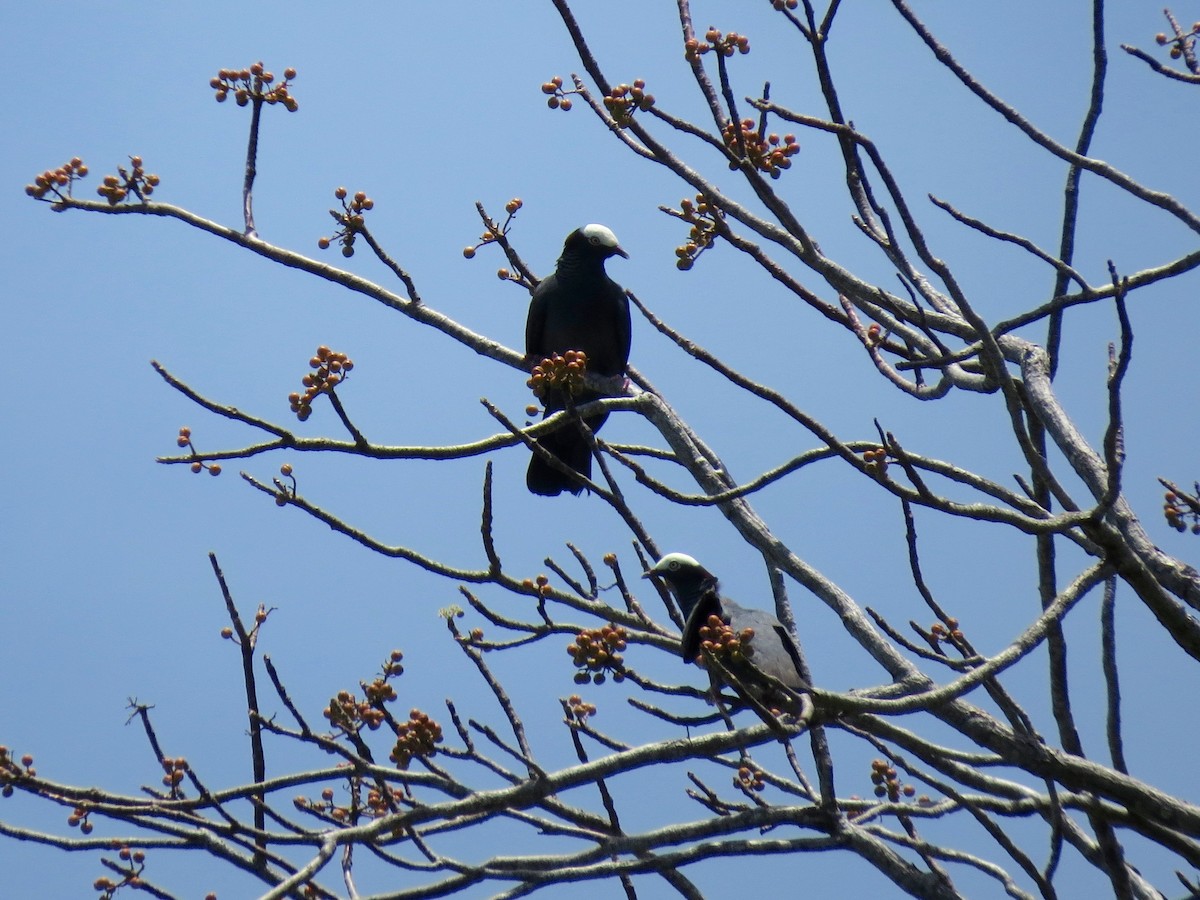 White-crowned Pigeon - ML126884901