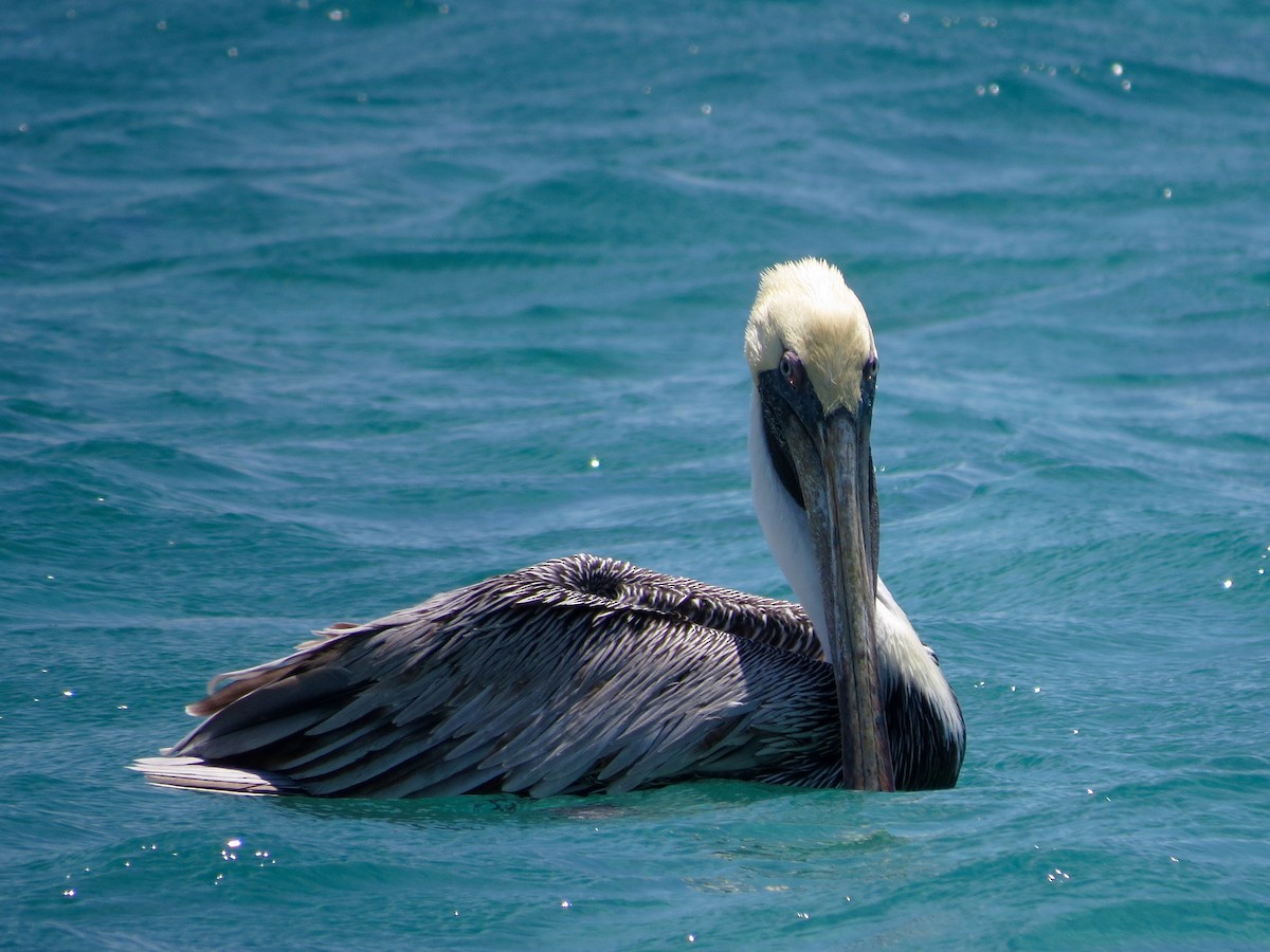 Brown Pelican - ML126884921