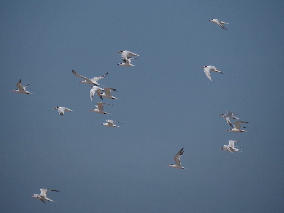 Elegant Tern - ML126885051