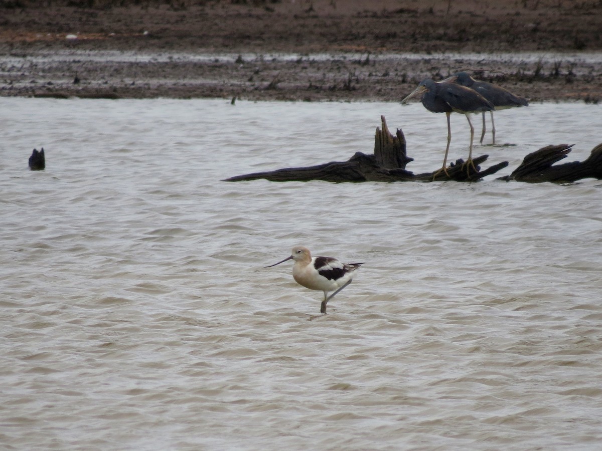 American Avocet - John van Dort