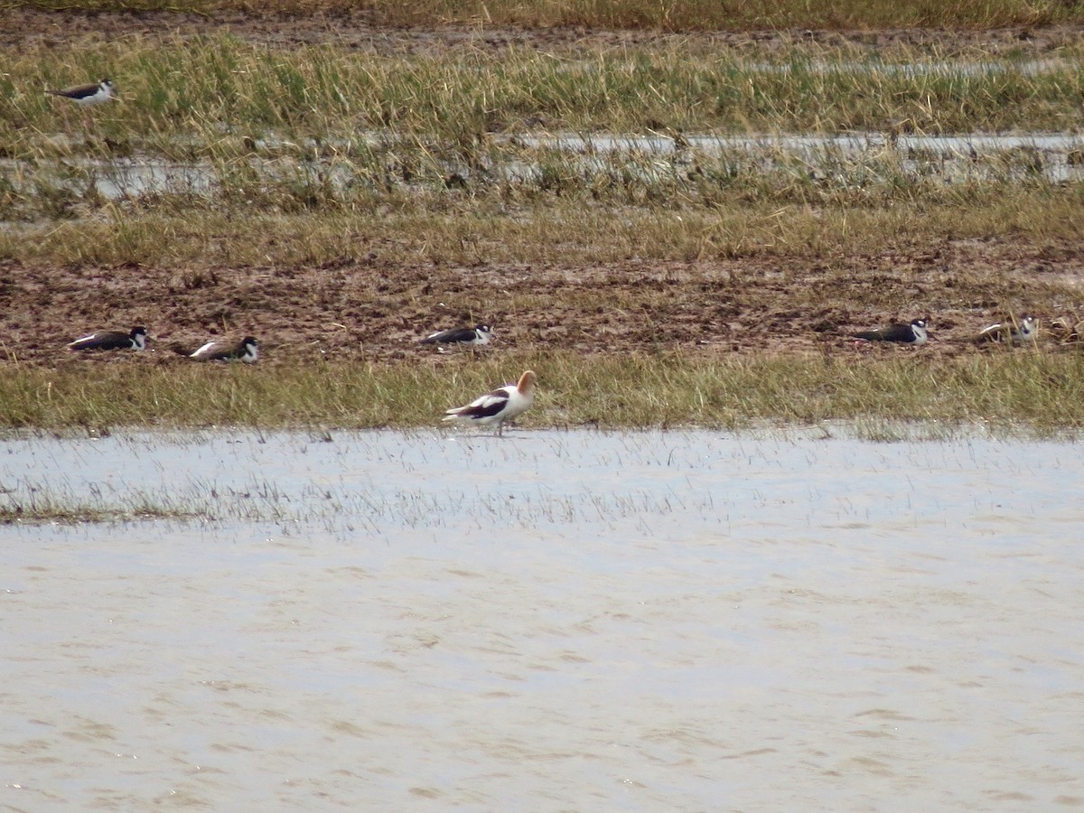 American Avocet - John van Dort