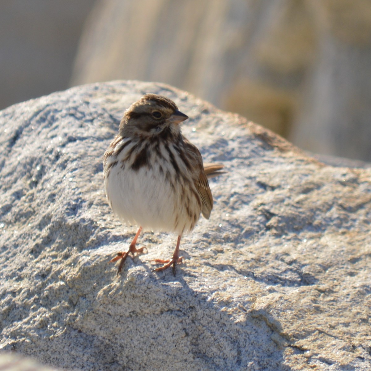 Song Sparrow - ML126885371